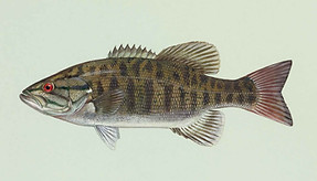 Smallmouth Bass